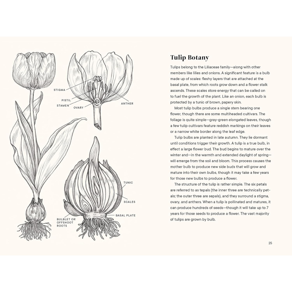 Tulips, A Little Book of Flowers by Tara Austen Weaver, Internal Spread Image