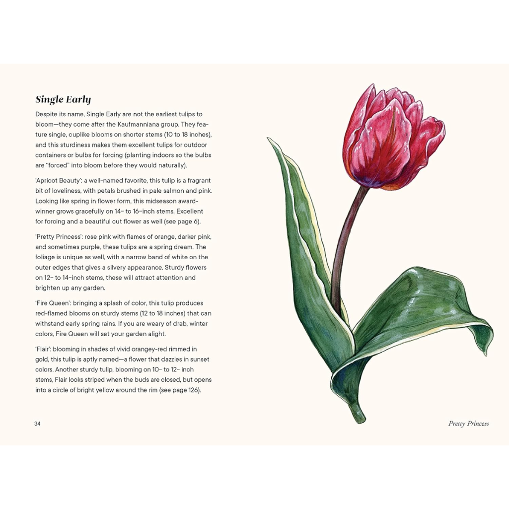 Tulips, A Little Book of Flowers by Tara Austen Weaver, Internal Spread Image
