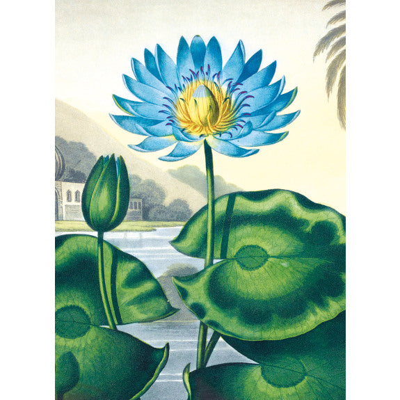 Blue Egyptian Water Lily Card
