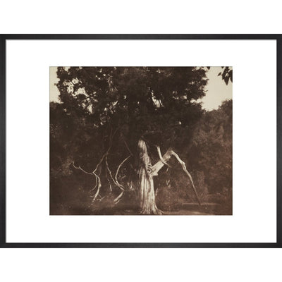 An Aged Red Cedar in the Grounds of Mount Edgcumbe print in black frame