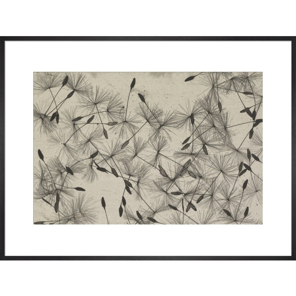 Dandelion Seeds print in black frame