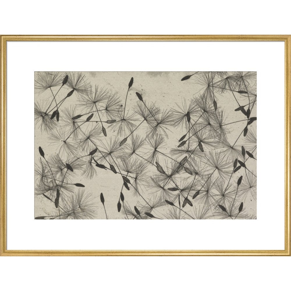 Dandelion Seeds print in gold frame