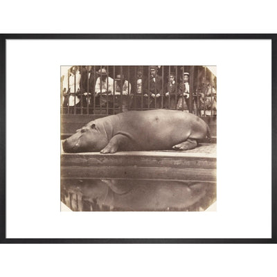 The Hippopotamus at the Zoological Gardens print in black frame