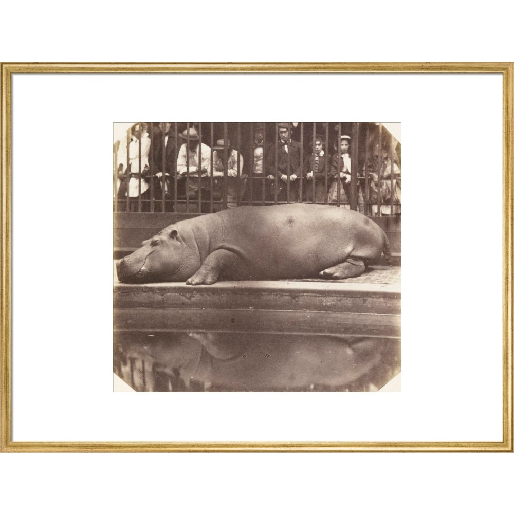 The Hippopotamus at the Zoological Gardens print in gold frame