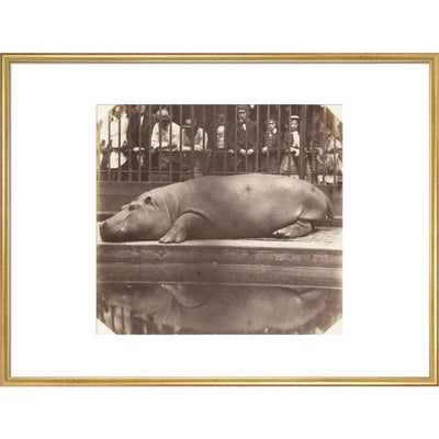The Hippopotamus at the Zoological Gardens print in gold frame