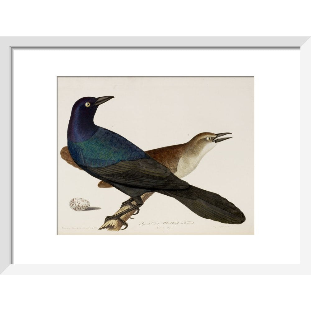 Great Crow Blackbird print in white frame