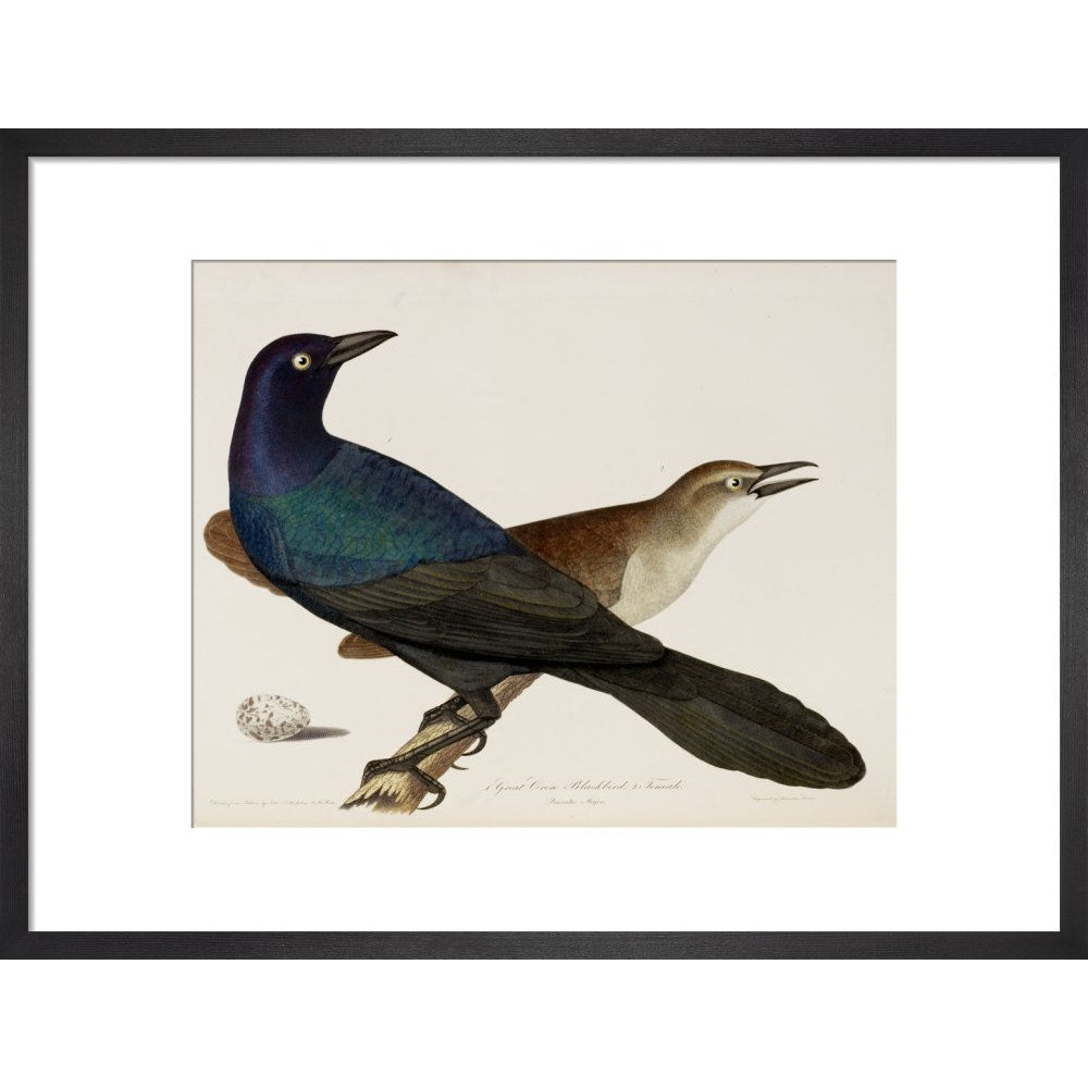 Great Crow Blackbird print in black frame