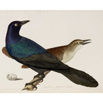 Great Crow Blackbird print