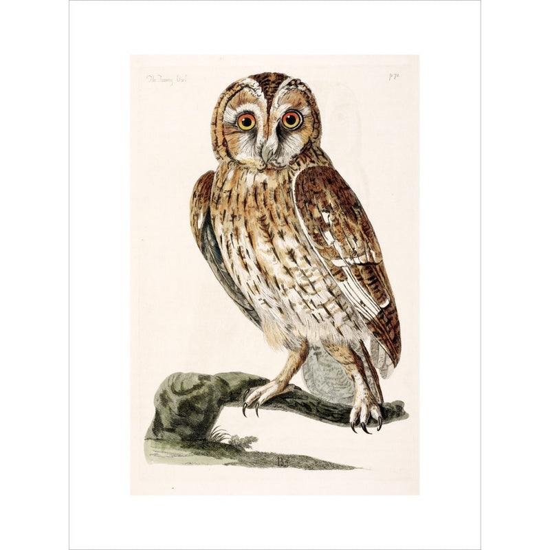 The Tawny Owl print