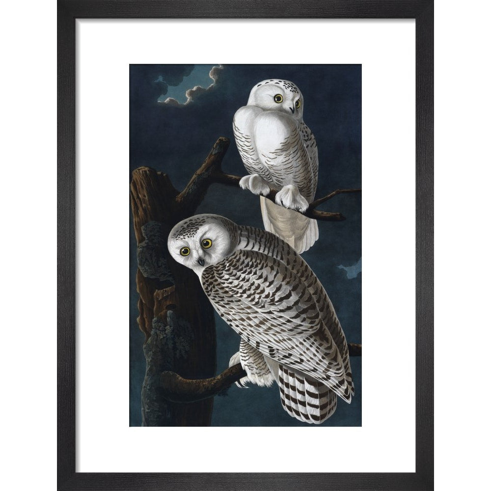 Snowy Owl print in black frame