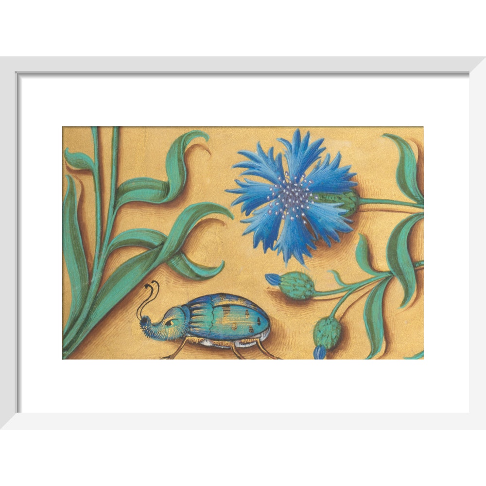 Beetle and Cornflower print in white frame