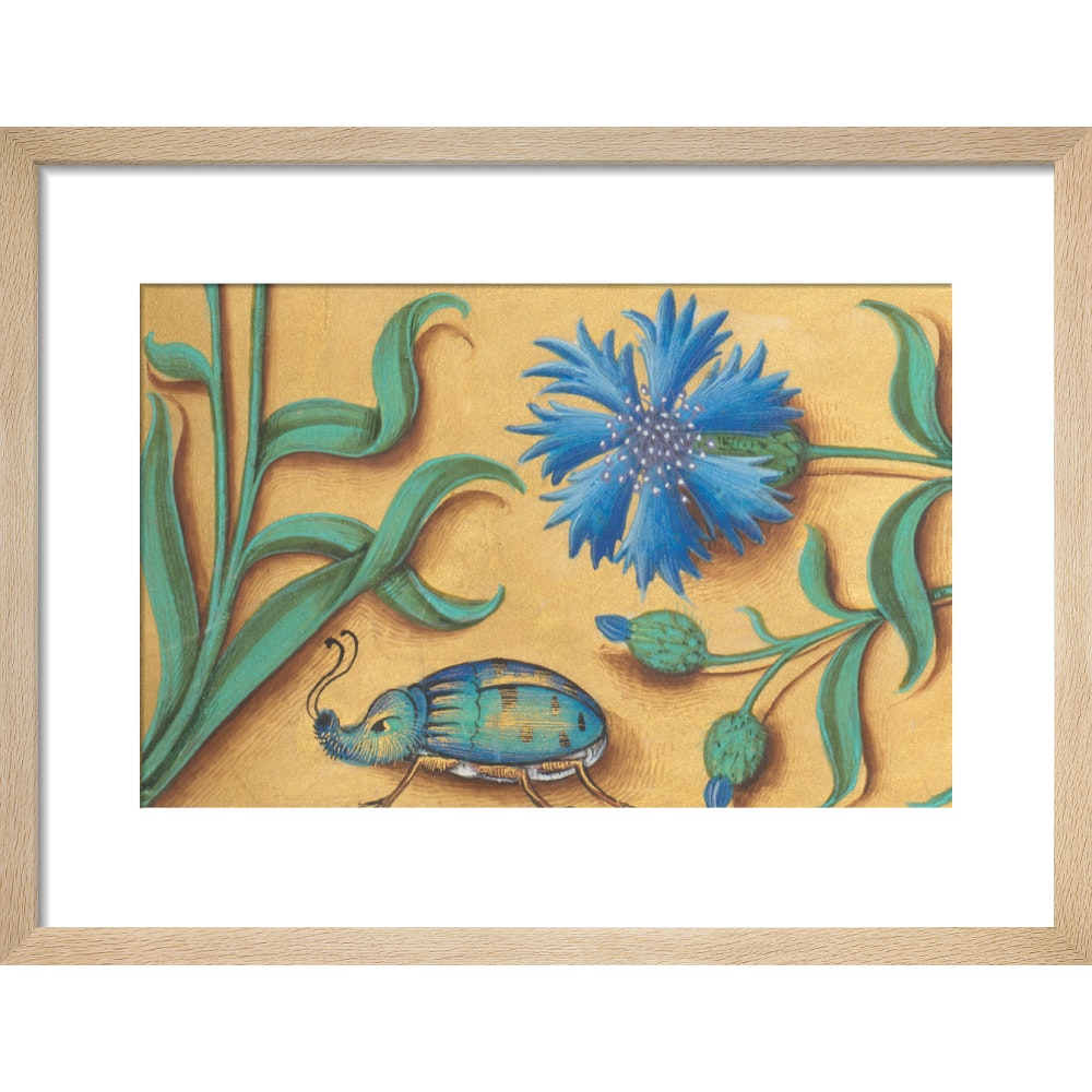 Beetle and Cornflower print in natural frame