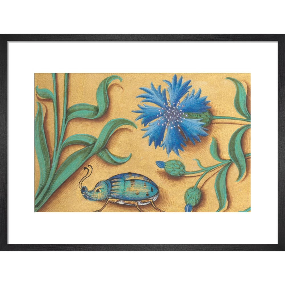 Beetle and Cornflower print in black frame