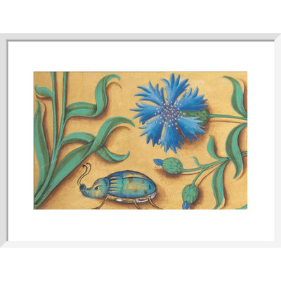 Beetle and Cornflower print in white frame