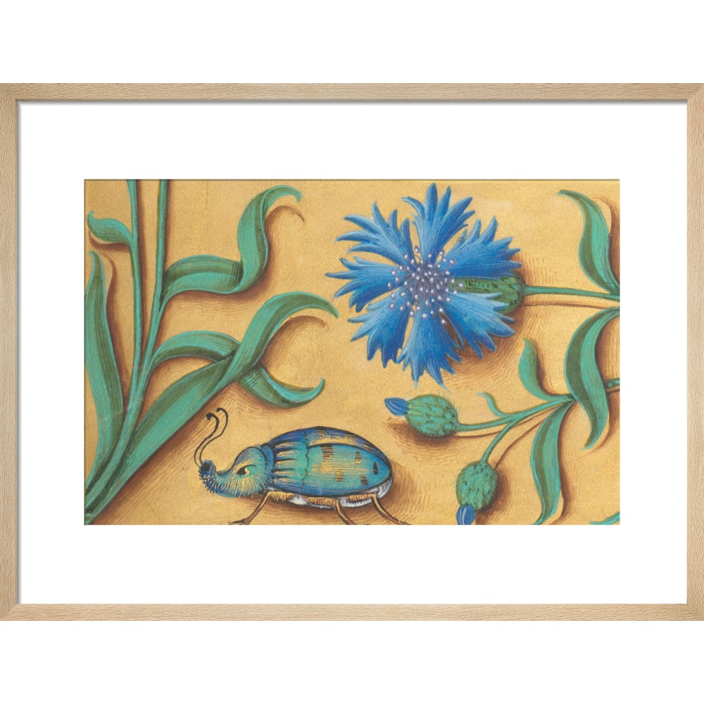 Beetle and Cornflower print in natural frame