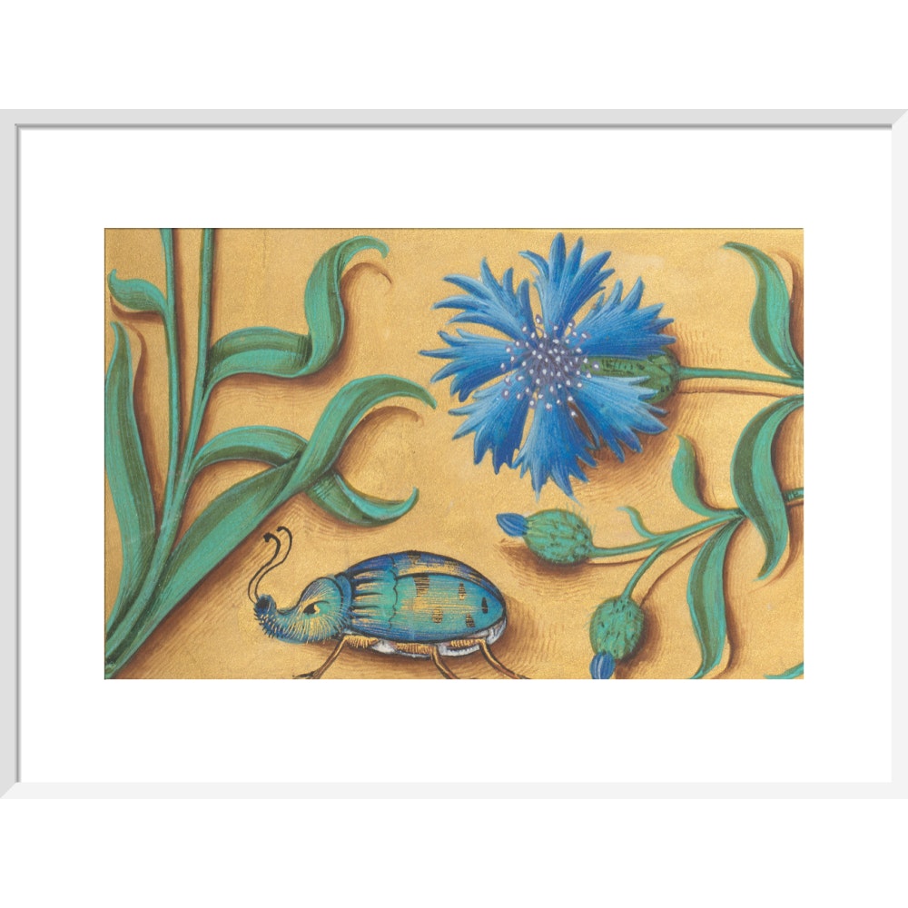 Beetle and Cornflower print in white frame