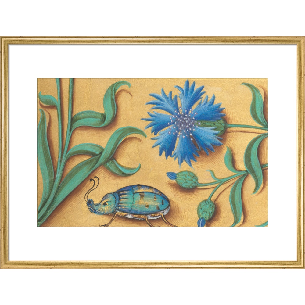 Beetle and Cornflower print in gold frame