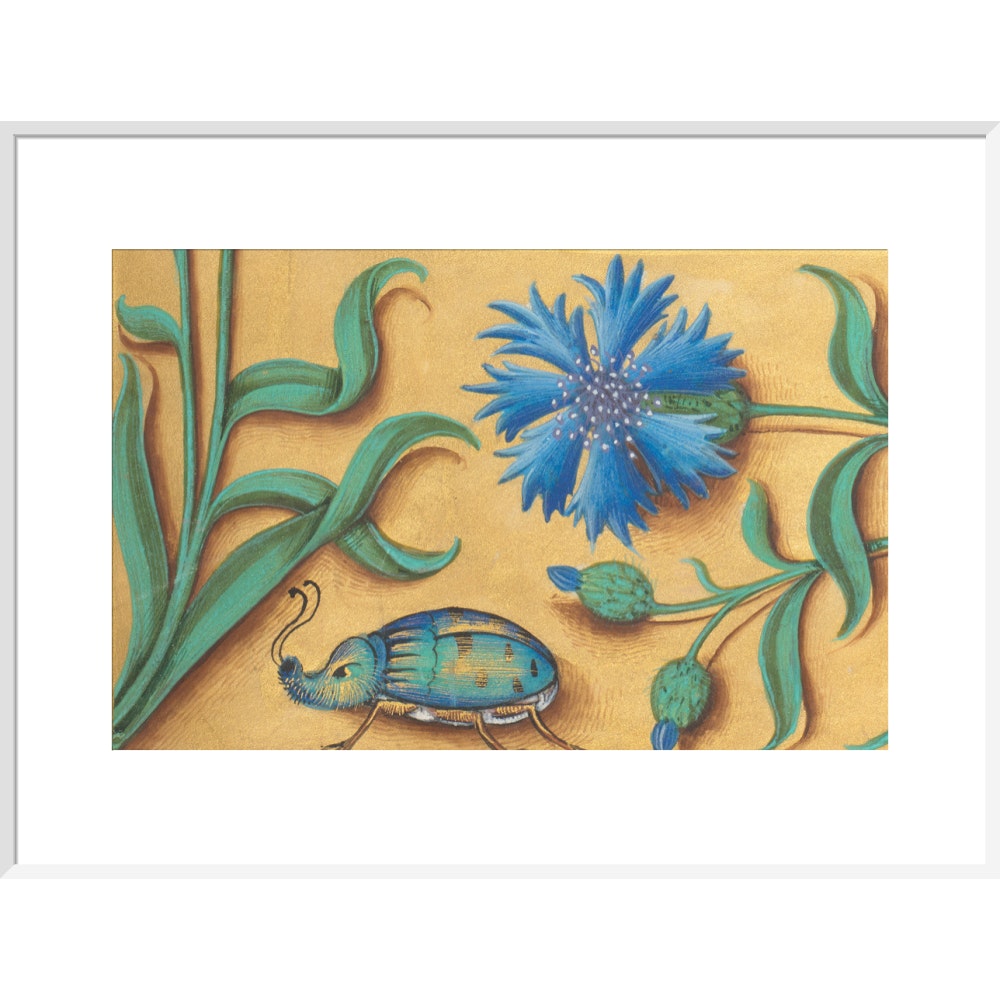 Beetle and Cornflower print in white frame