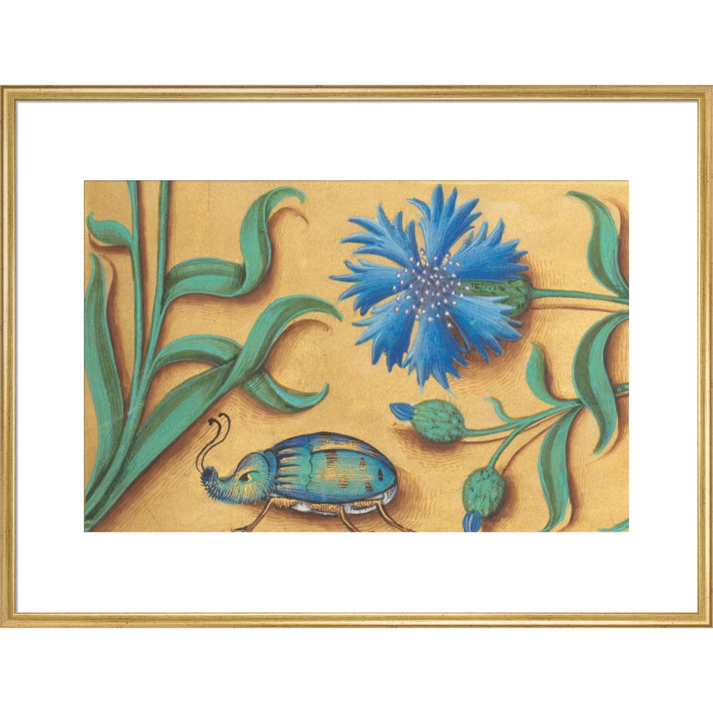 Beetle and Cornflower print in gold frame