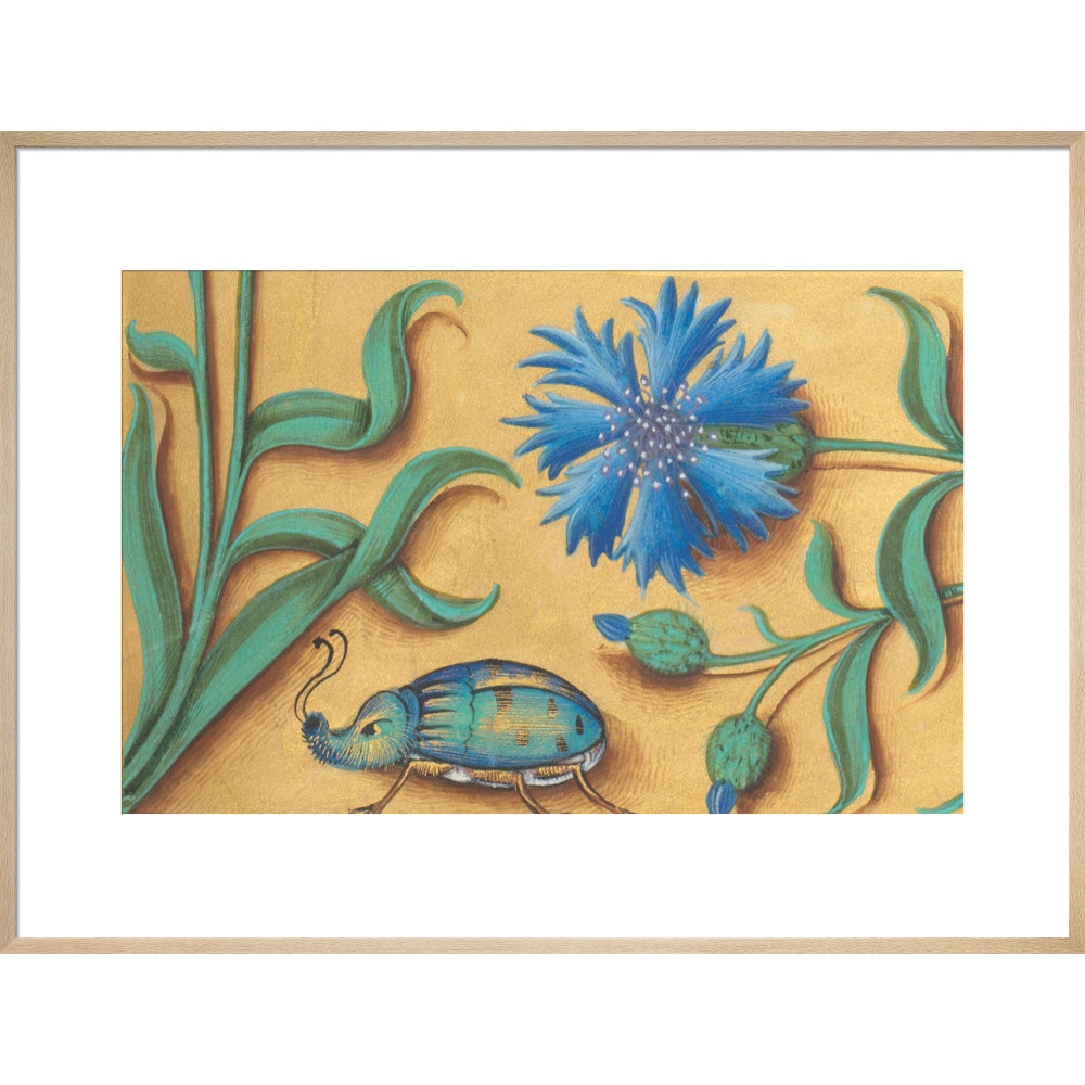 Beetle and Cornflower print in natural frame