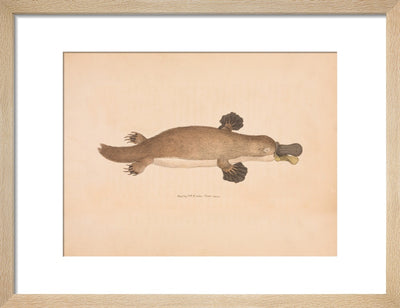 Duck-billed Platypus print