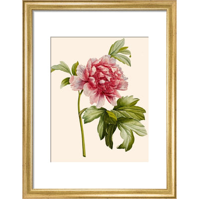 Paeonia (Tree peony) print in gold frame