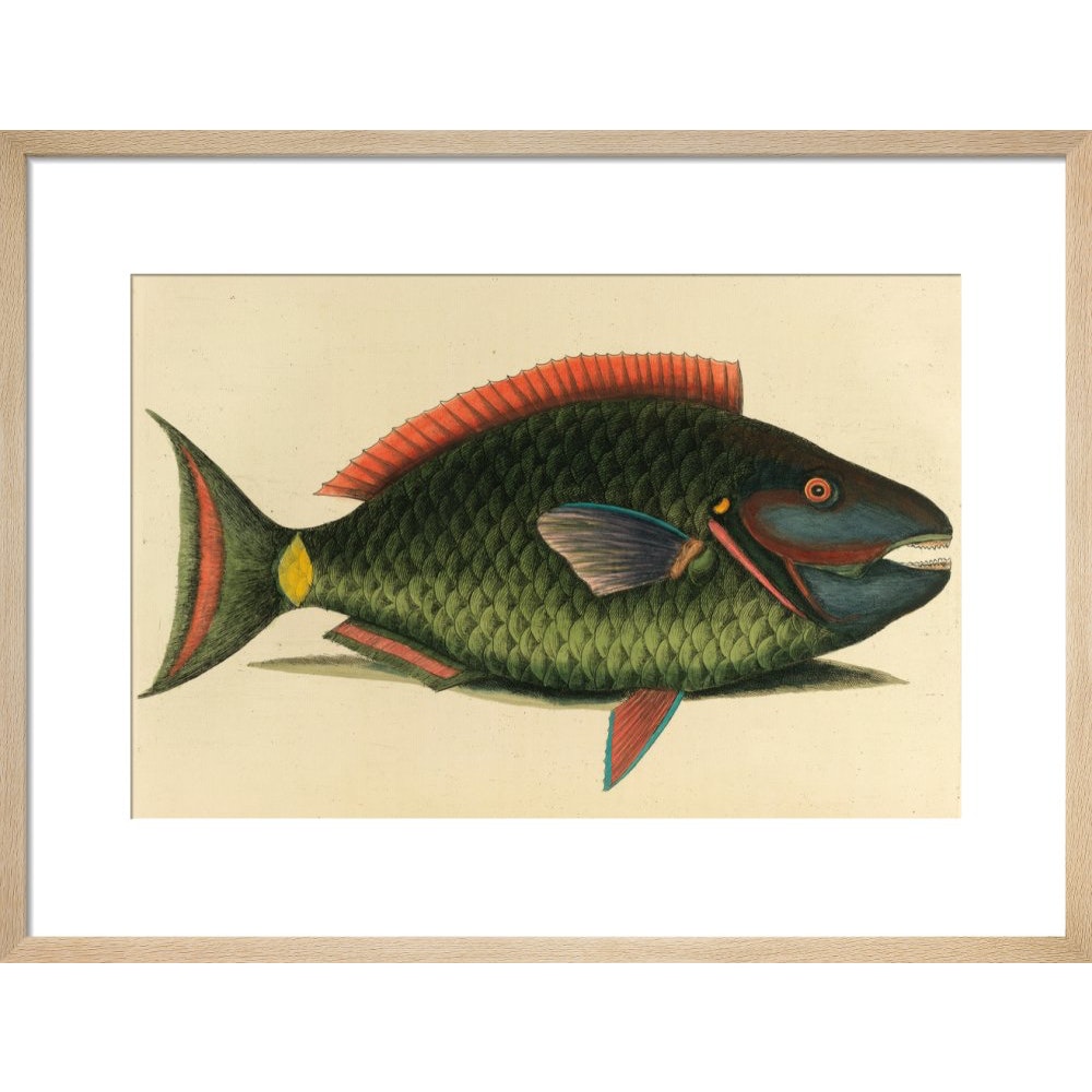 A parrot fish print in natural frame