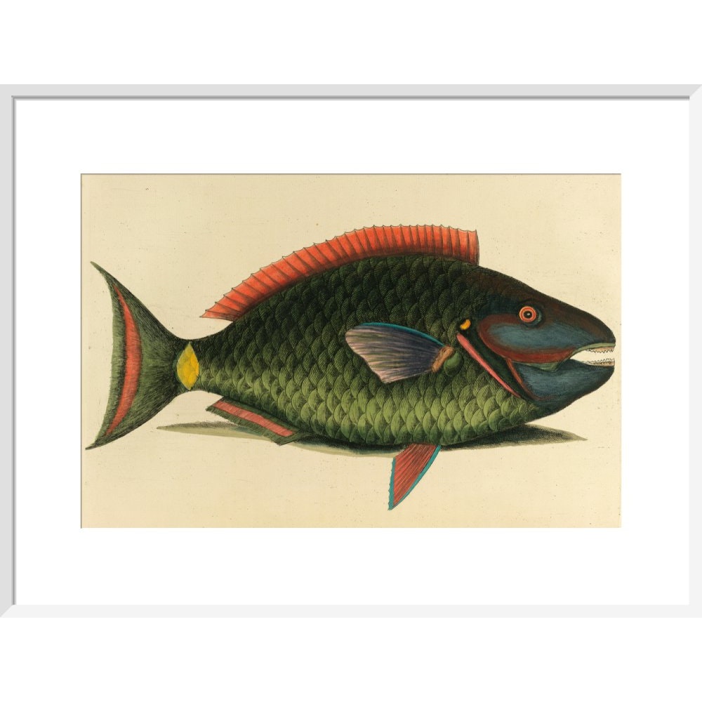 A parrot fish print in white frame