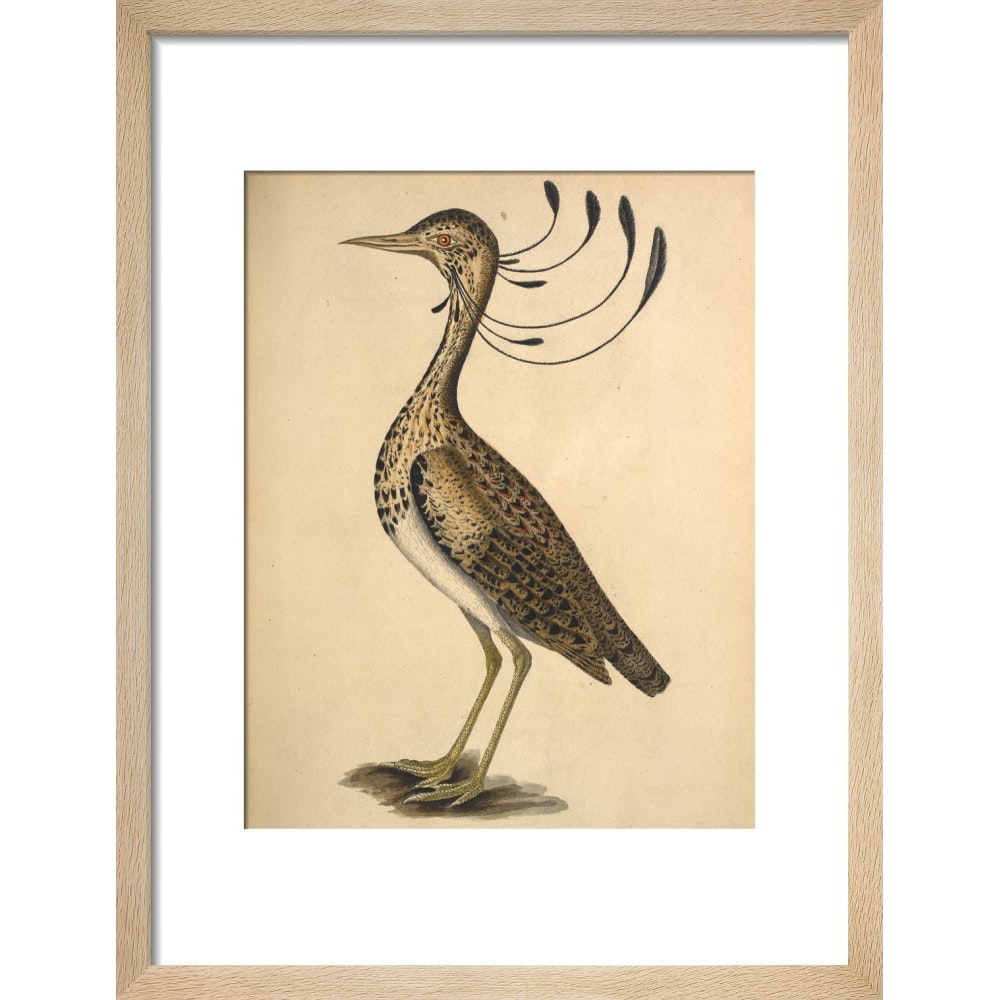 Florican print in natural frame