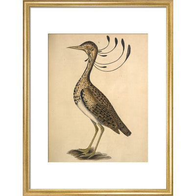 Florican print in gold frame