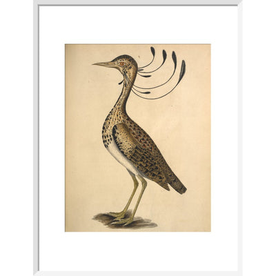 Florican print in white frame