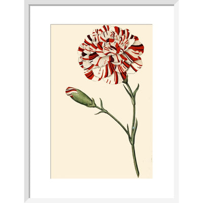 Dianthus (Pinks and carnations) print in white frame