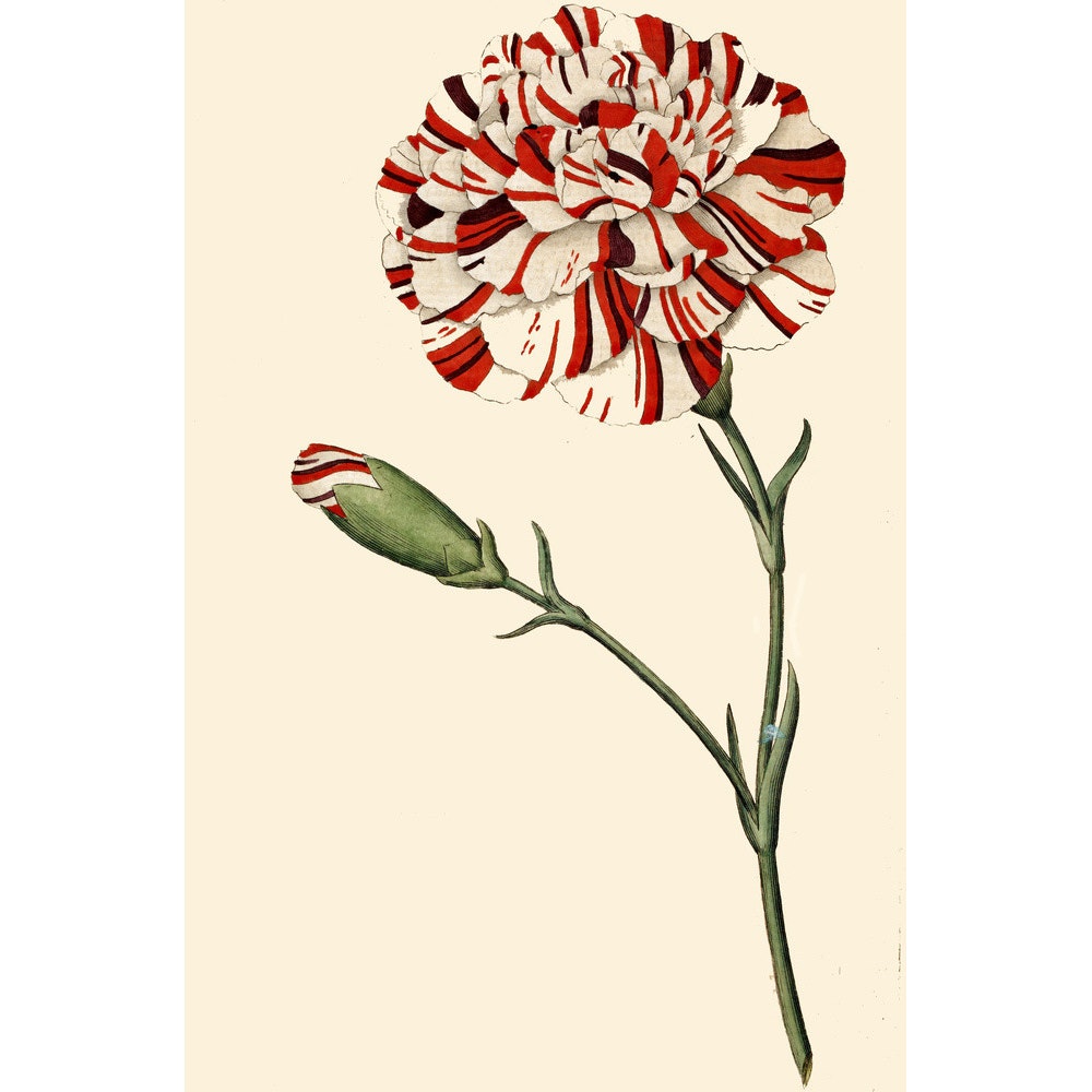 Dianthus (Pinks and carnations) print