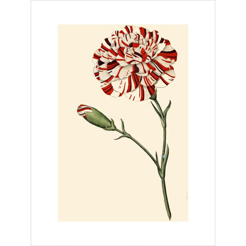 Dianthus (Pinks and carnations) print
