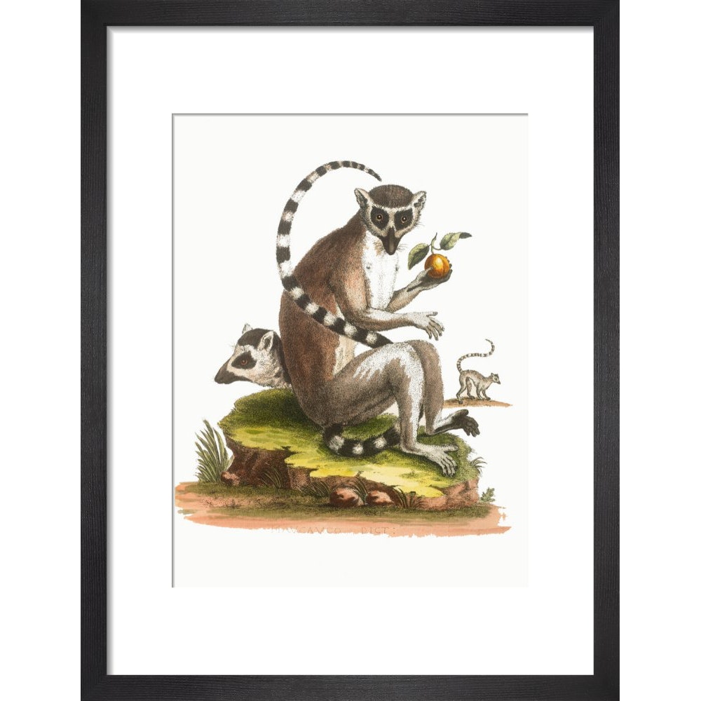 A macaque print in black frame