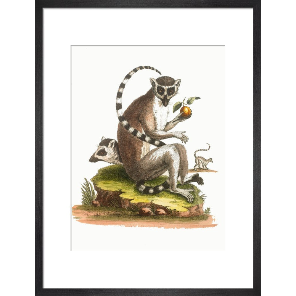 A macaque print in black frame