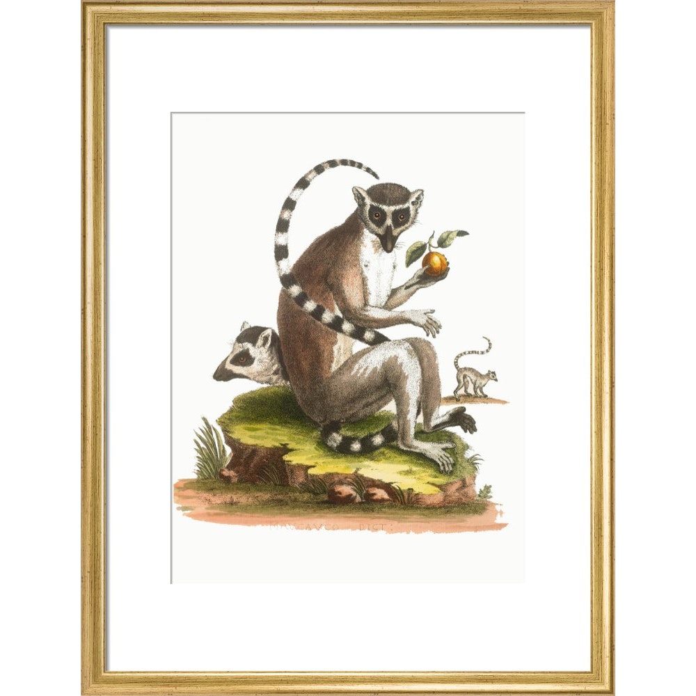 A macaque print in gold frame