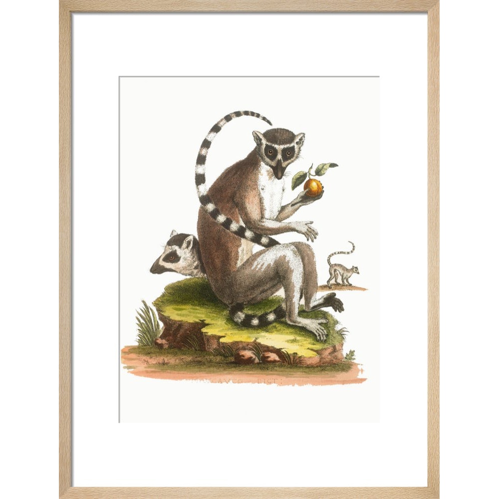 A macaque print in natural frame