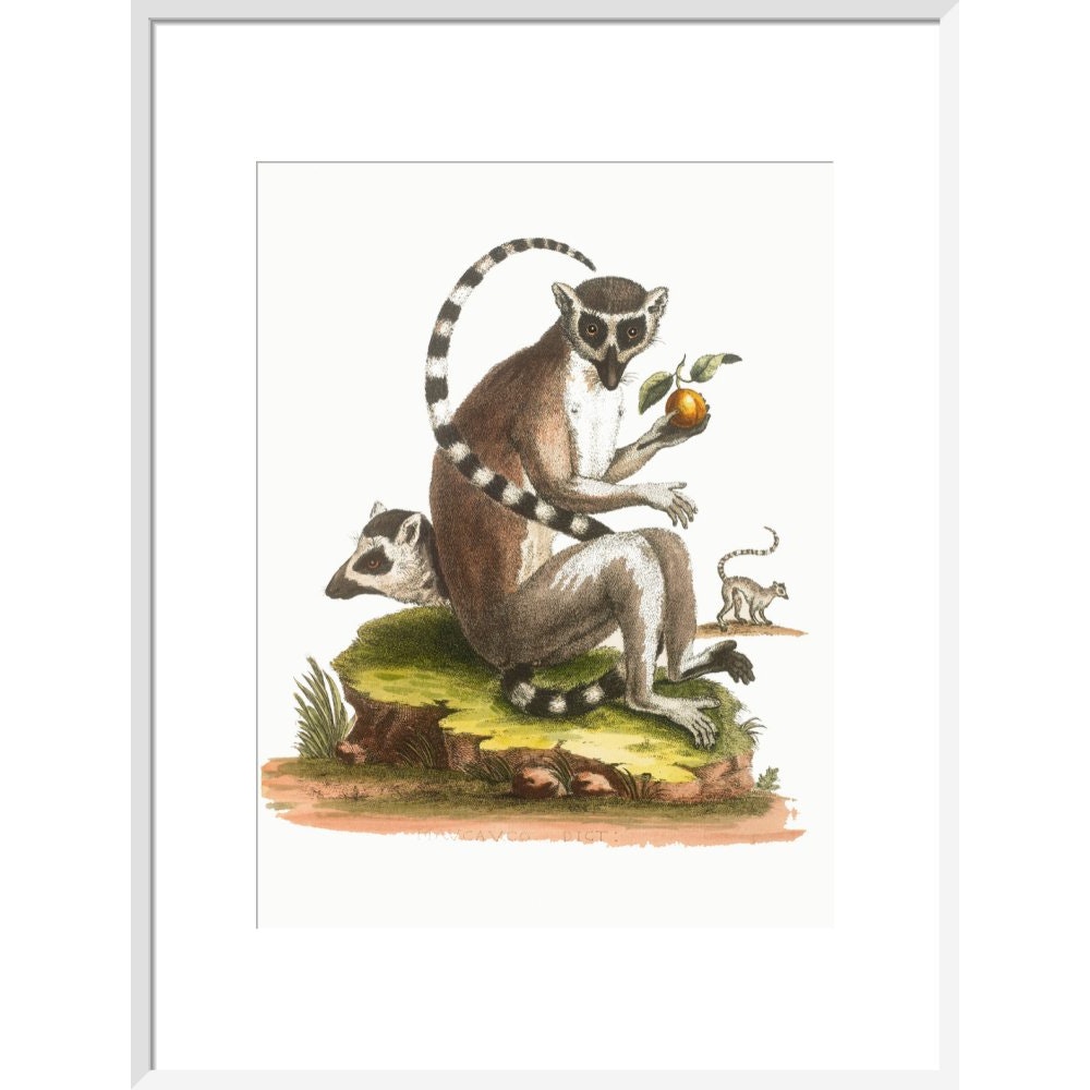 A macaque print in white frame