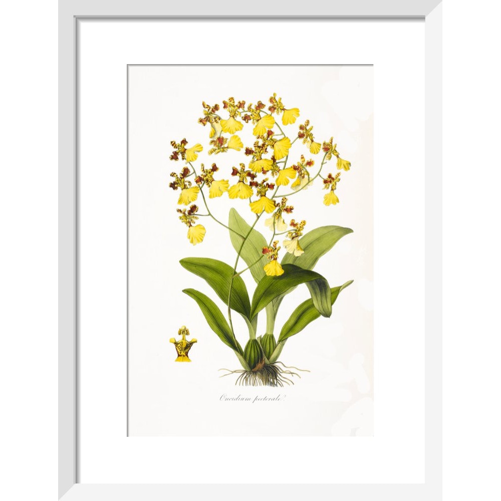 Orchid print in white frame