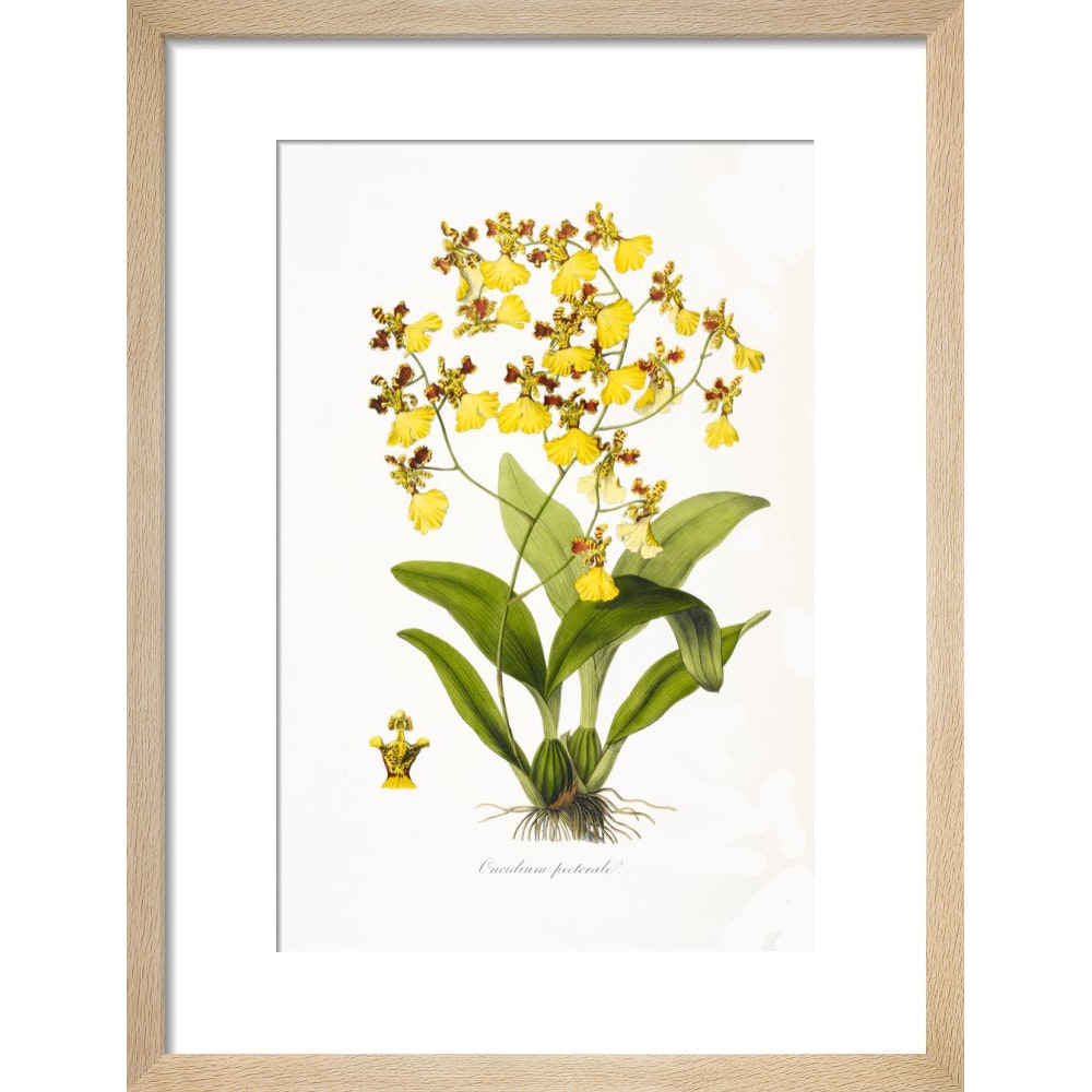 Orchid print in natural frame