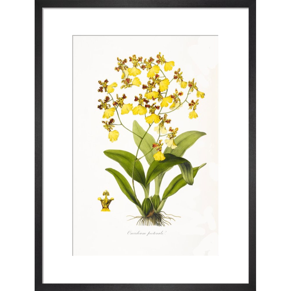 Orchid print in black frame