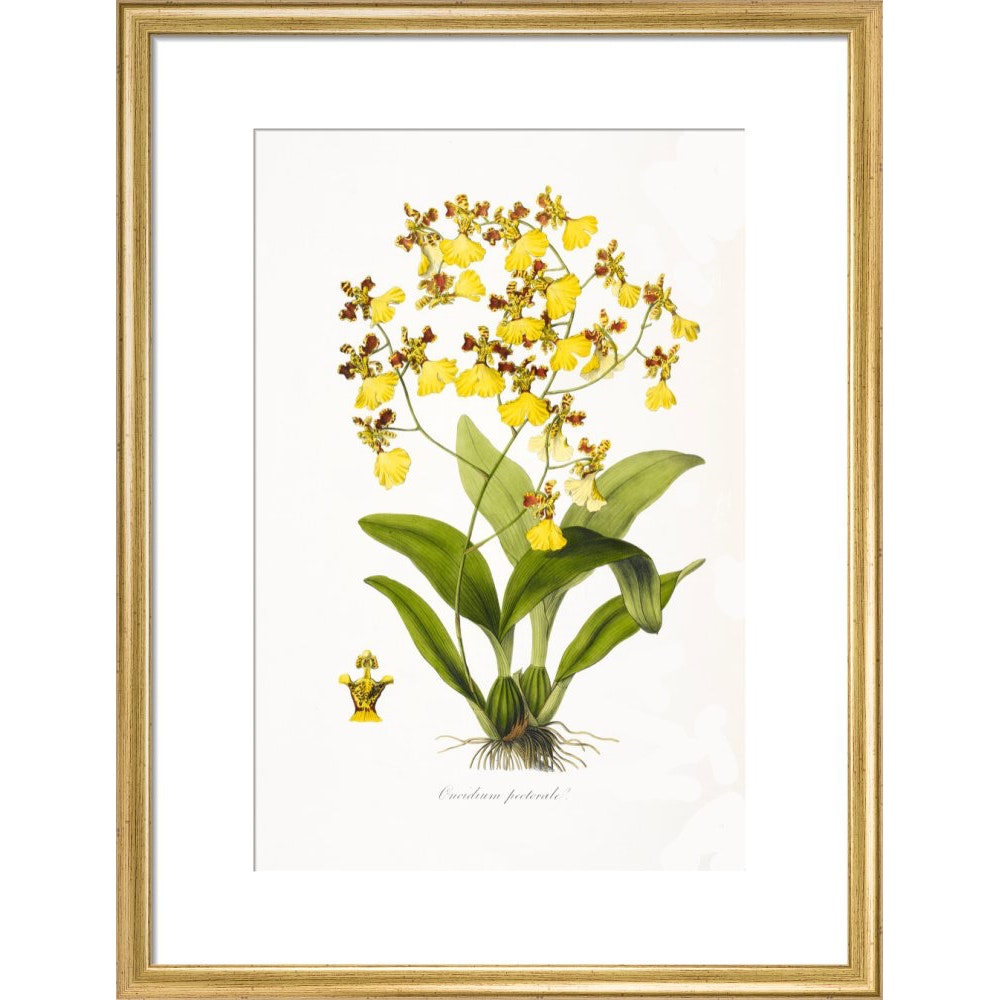 Orchid print in gold frame