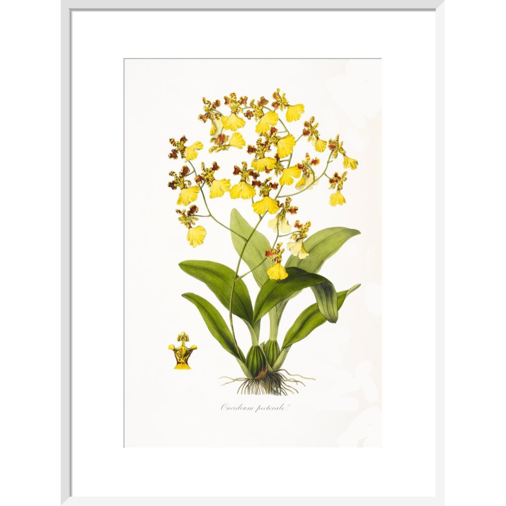 Orchid print in white frame