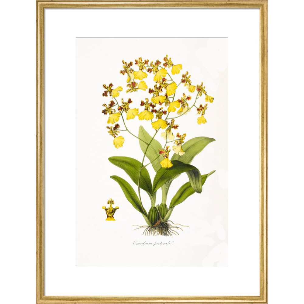 Orchid print in gold frame