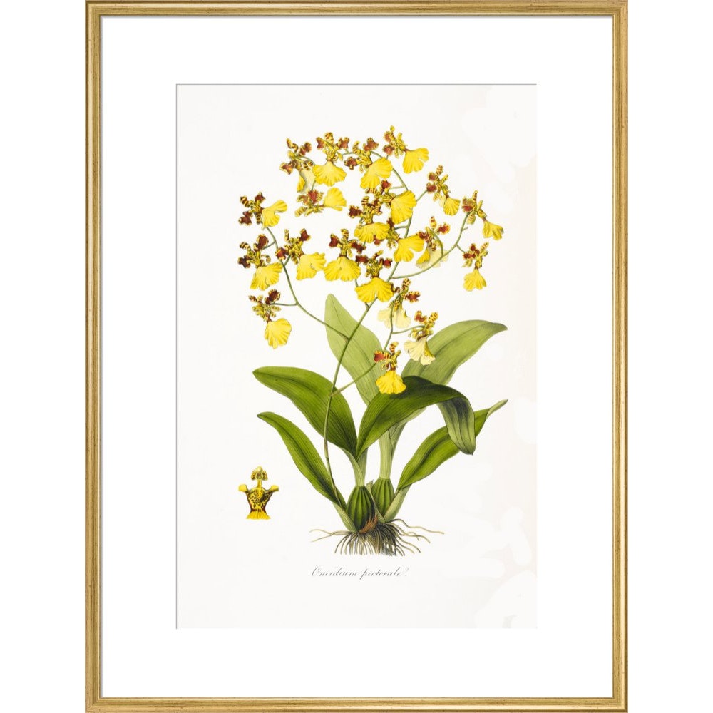 Orchid print in gold frame