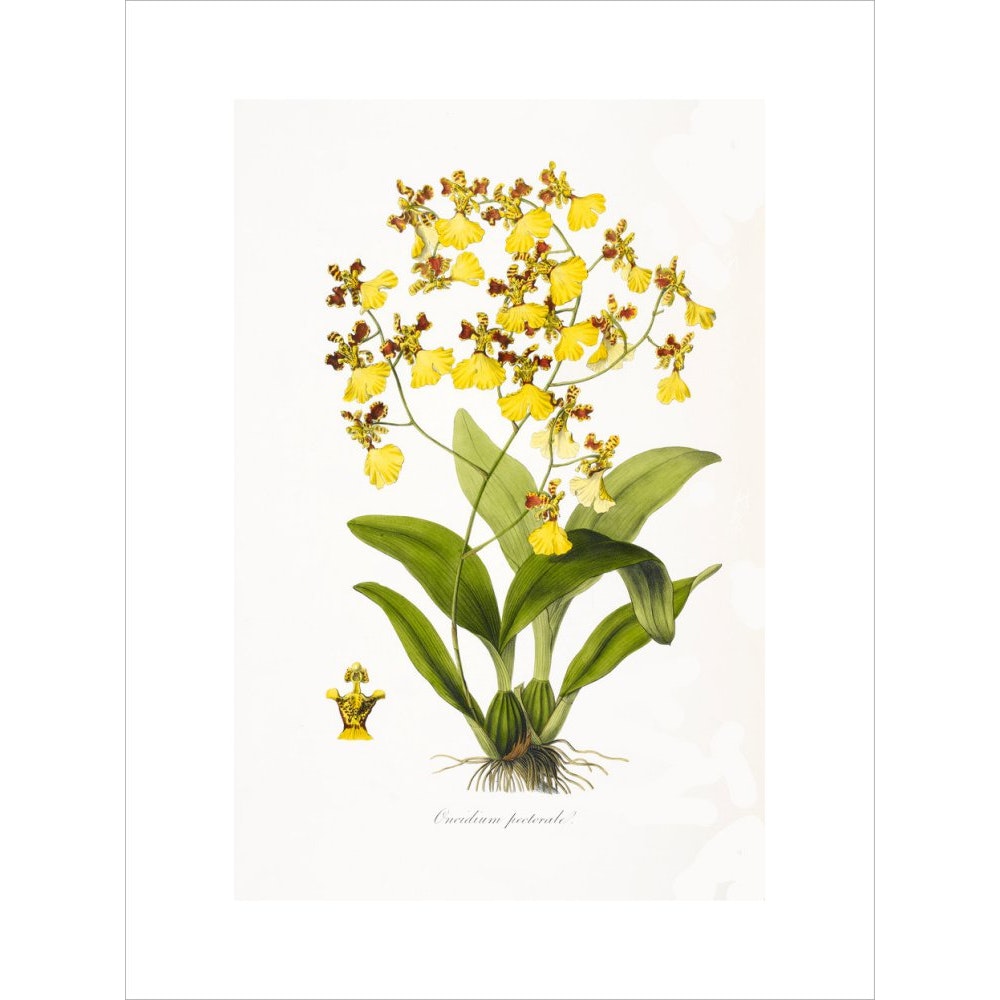 Orchid print unframed