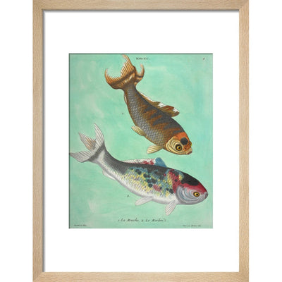 Kin-Yu: a pair of fish print in natural frame