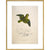 Collared parakeet print in gold frame