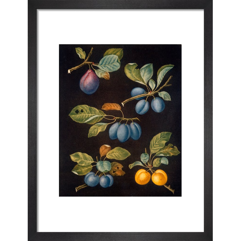 Plums print in black frame